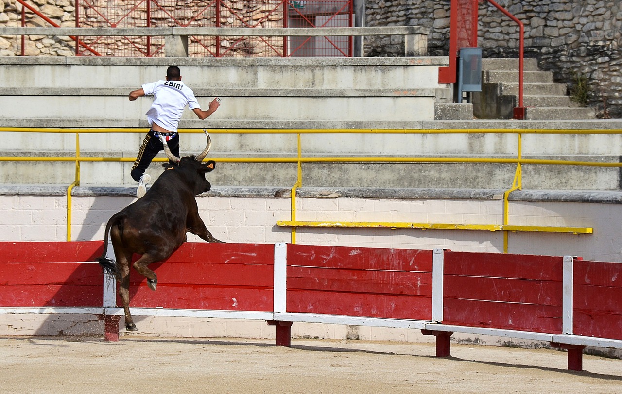 鹈鹕阵容中